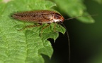 Ectobius lapponicus -  5. Fund (Weibchen)