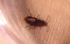 Familie Anthicidae (Latreille, 1819)