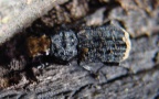 Familie Anthribidae (Billberg, 1820)