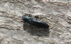 Familie Buprestidae (Leach, 1815)