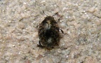 Familie Byrrhidae (Latreille, 1804)