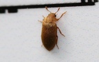 Familie Byturidae (Jacquelin du Val, 1858)