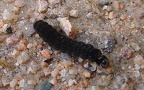 Cantharidae spec. -  2. Larvenfund