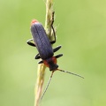 Cantharis fusca -  1. Fund