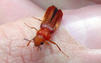 Rhagonycha translucida (Krynicky, 1832)
