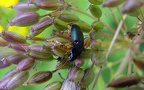 Familie Carabidae (Latreille, 1802)