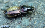 Familie Carabidae (Latreille, 1802)
