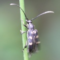 Anoplodera sexguttata -  3. Fund