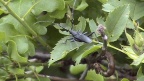 Familie Cerambycidae (Latreille, 1802)