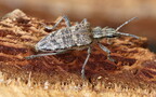 Rhagium inquisitor (Linnæus, 1758)