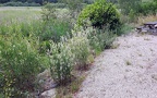 Rutpela maculata -  4. Fund (Fundortfoto)