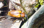 Stictoleptura rubra -  2. Fund (Weibchen)