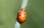 Familie Chrysomelidae (Latreille, 1802)