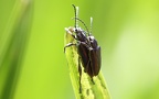 Familie Chrysomelidae (Latreille, 1802)