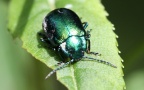 Familie Chrysomelidae (Latreille, 1802)