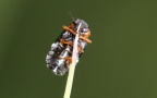 Familie Chrysomelidae (Latreille, 1802)