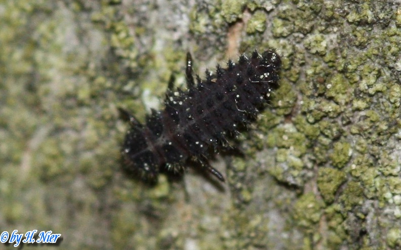 Chilocorus renipustulatus -  1. Larvenfund