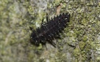 Chilocorus renipustulatus -  1. Larvenfund