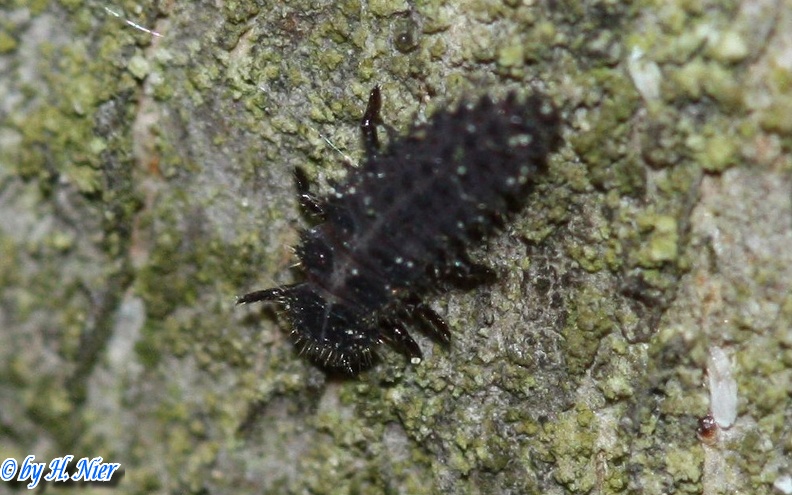 Chilocorus renipustulatus -  1. Larvenfund