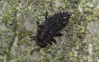 Chilocorus renipustulatus -  1. Larvenfund