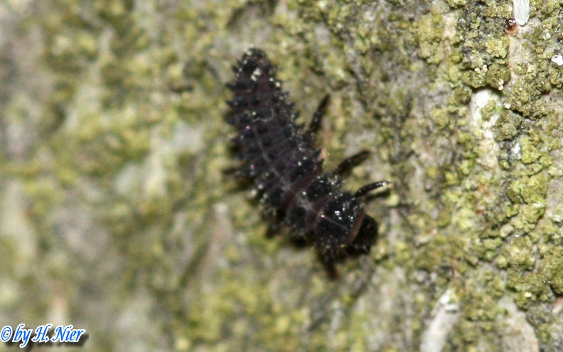 Chilocorus renipustulatus -  1. Larvenfund