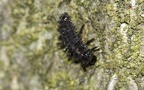 Chilocorus renipustulatus -  1. Larvenfund