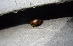 Klasse Insecta (Linnæus, 1758)