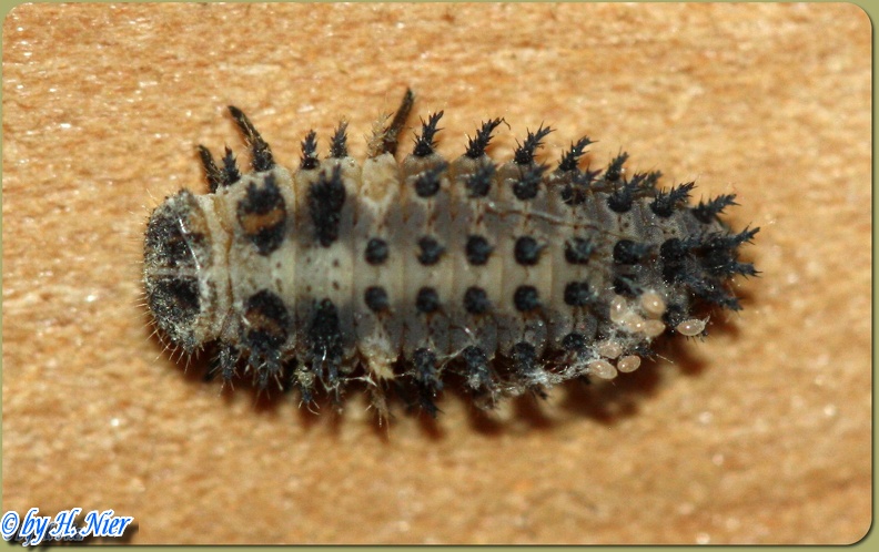 Exochomus quadripustulatus -  1. Larvenfund