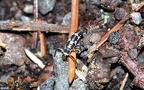 Propylea quatuordecimpunctata -  1. Larvenfund