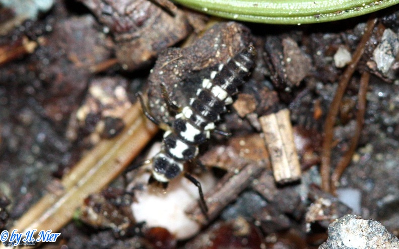 Propylea quatuordecimpunctata -  1. Larvenfund