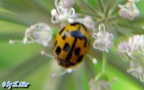 Propylea quatuordecimpunctata -  1. Fund