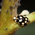 Propylea quatuordecimpunctata -  3. Fund
