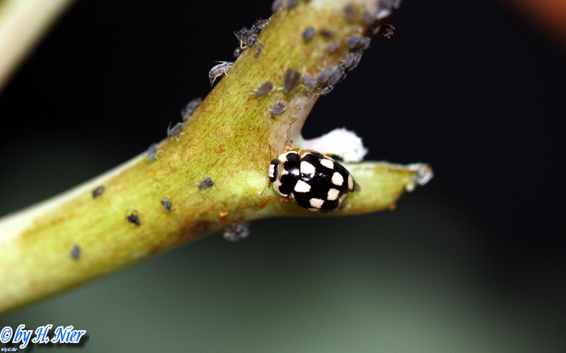 Propylea quatuordecimpunctata -  3. Fund
