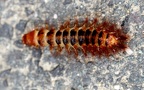 Familie Drilidae (Blanchard, 1845)