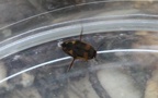 Familie Dytiscidae (Leach, 1815)