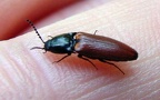 Ordnung Coleoptera (Linnæus, 1758)