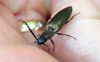 Familie Elateridae (Leach, 1815)