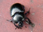 Trypocopris vernalis -  1. Fund