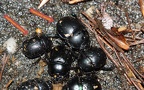 Trypocopris vernalis -  2. Fund