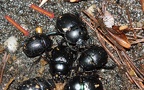 Trypocopris vernalis -  2. Fund