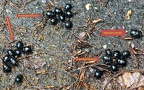 Trypocopris vernalis -  2. Fund