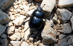 Trypocopris vernalis -  3. Fund