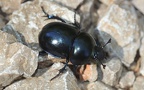 Trypocopris vernalis -  3. Fund