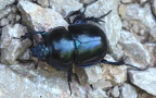 Trypocopris vernalis -  3. Fund