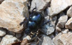 Trypocopris vernalis -  3. Fund