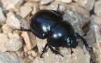 Trypocopris vernalis -  3. Fund