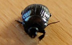 Familie Histeridae (Gyllenhaal, 1808)