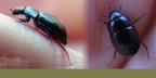 Familie Hydrophilidae (Latreille, 1802)