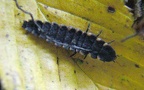 Familie Lampyridae (Latreille, 1817)