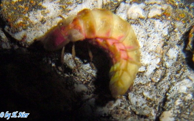 Nyctophila reichii -  1. Fund (Weibchen)